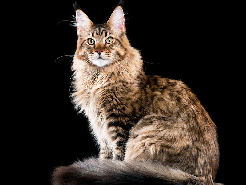 Maine Coon